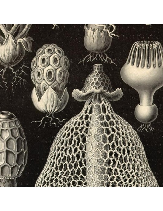 Reproducción lámina vintage setas 008