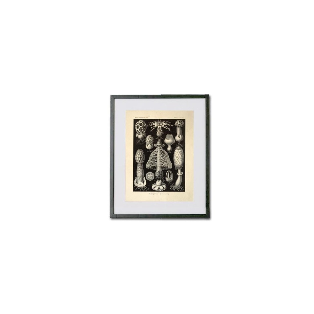 Reproducción lámina vintage setas 008