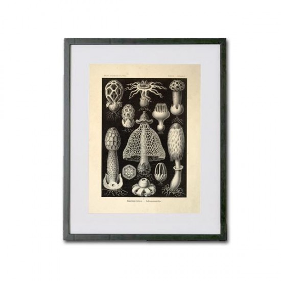 Reproduction of vintage mushrooms 008