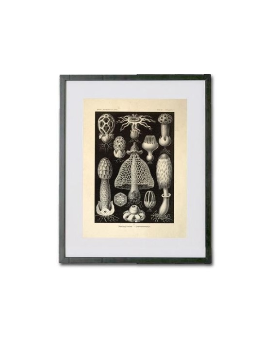 Reproduction of vintage mushrooms 008