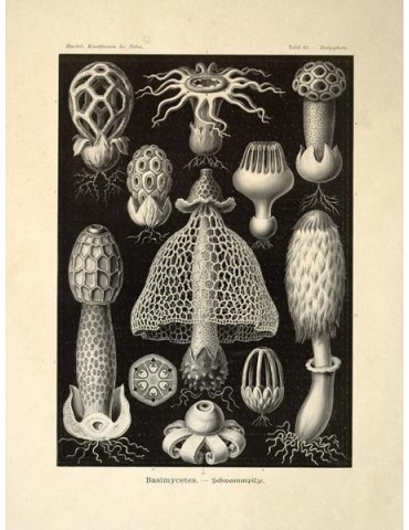 Reproduction of vintage mushrooms 008