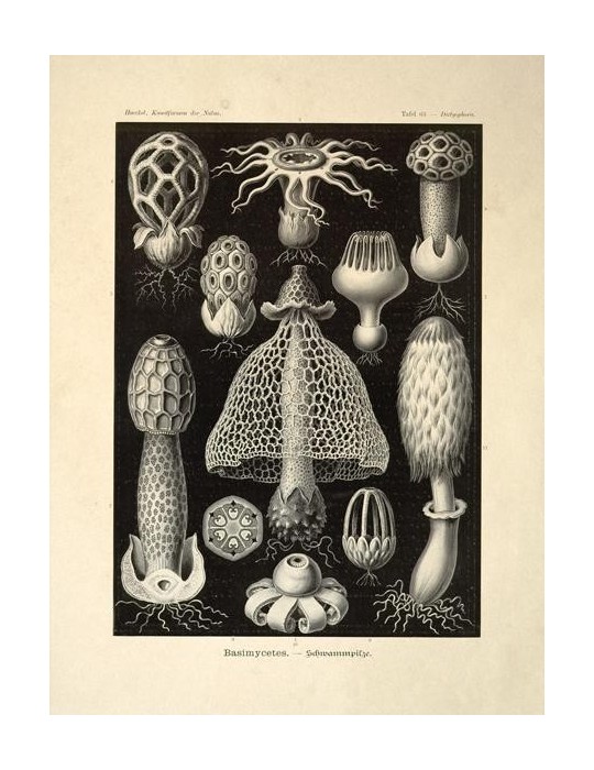 Reproduction of vintage mushrooms 008 Reproduction of vintage mushrooms 008