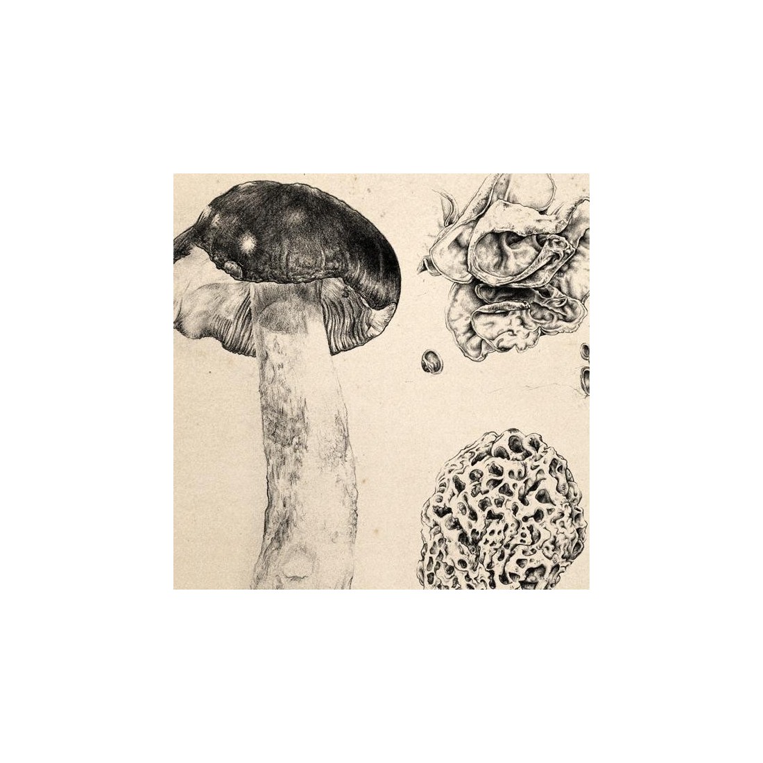 Reproducción lámina vintage setas 009