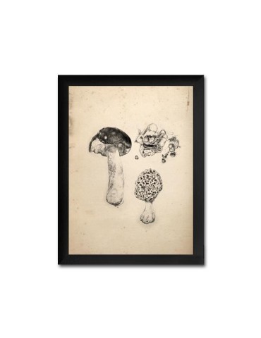 Reproduction de champignons en feuilles vintage 009 2