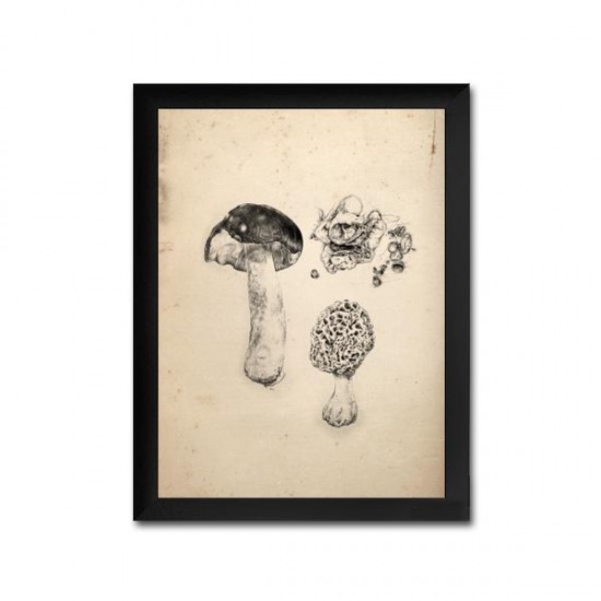 Reproduction de champignons en feuilles vintage 009