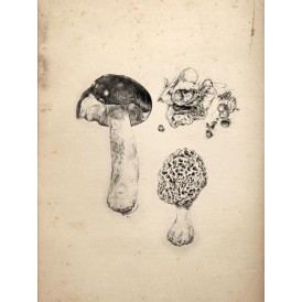 Reproduction of vintage mushrooms 009