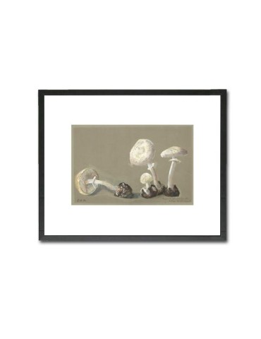 Reproduction of vintage mushrooms 013 2