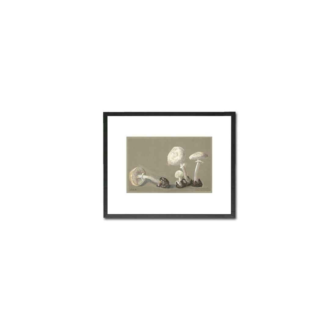 Reproducción lámina vintage setas 013