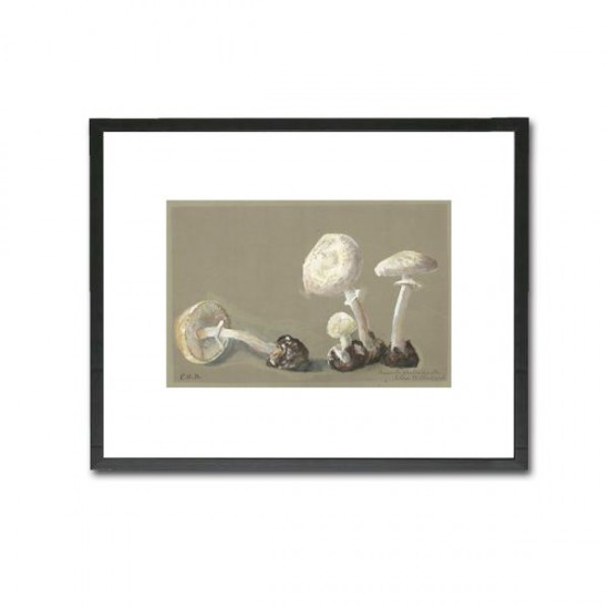 Reproduction of vintage mushrooms 013