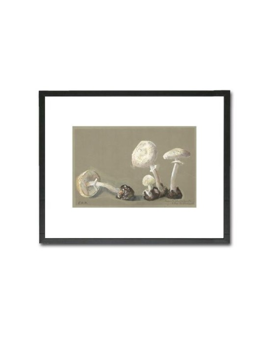 Reproduction of vintage mushrooms 013