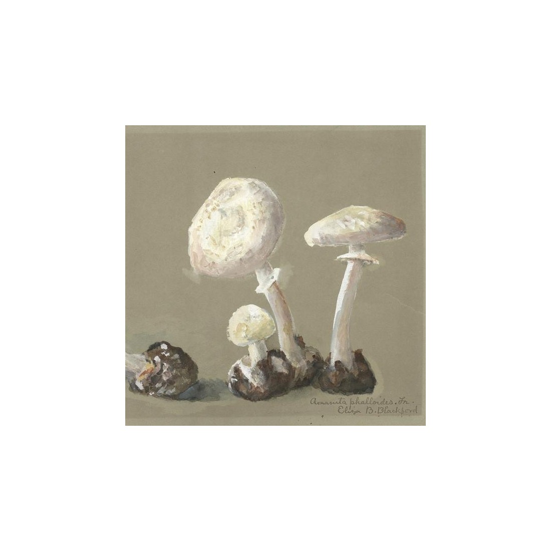 Reproducción lámina vintage setas 013