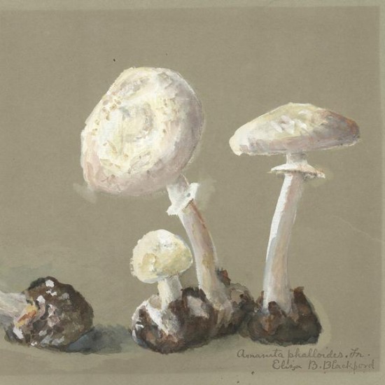 Reproduction vintage des champignons en feuilles 013