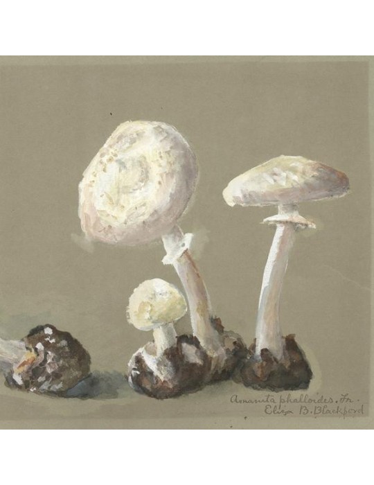 Reproduction of vintage mushrooms 013