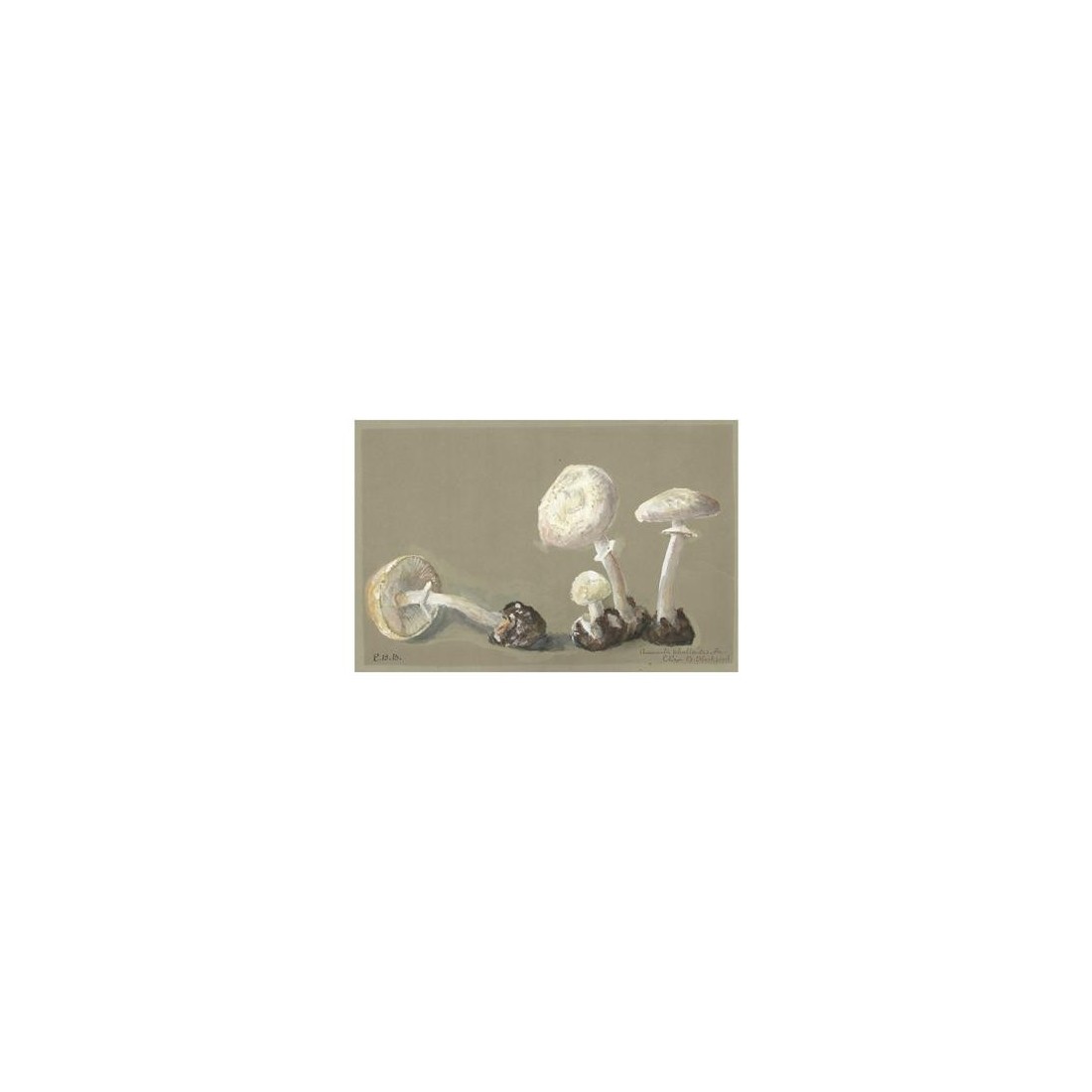 Reproduction of vintage mushrooms 013 Reproduction of vintage mushrooms 013