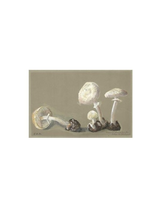 Reproduction of vintage mushrooms 013 Reproduction of vintage mushrooms 013