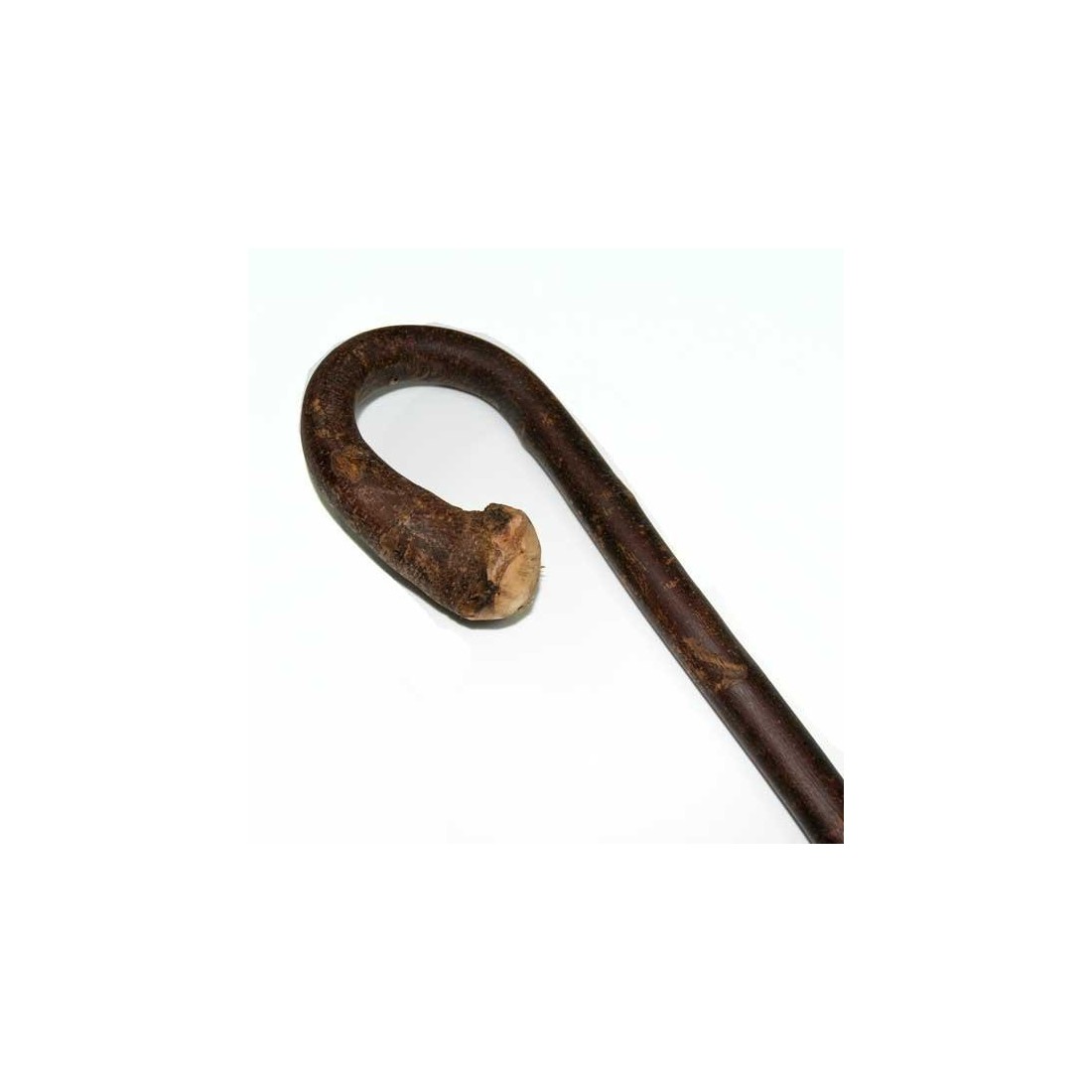 Chestnut brown gayato cane