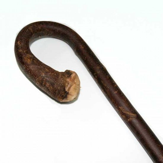 Chestnut brown gayato cane