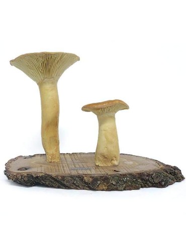 Réplica de Clitocybe Geotropa