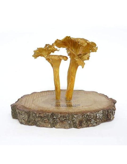 Réplica de Trompeta amarilla, C. lutescens