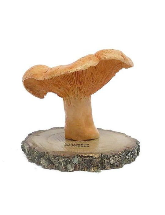 Réplica de Lactarius deliciosus Réplica de Lactarius deliciosus