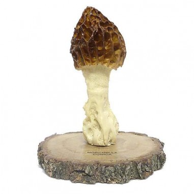 Replica of morel mushroom in resin