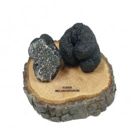 Réplique en résine de la truffe noire, t. melanosporum