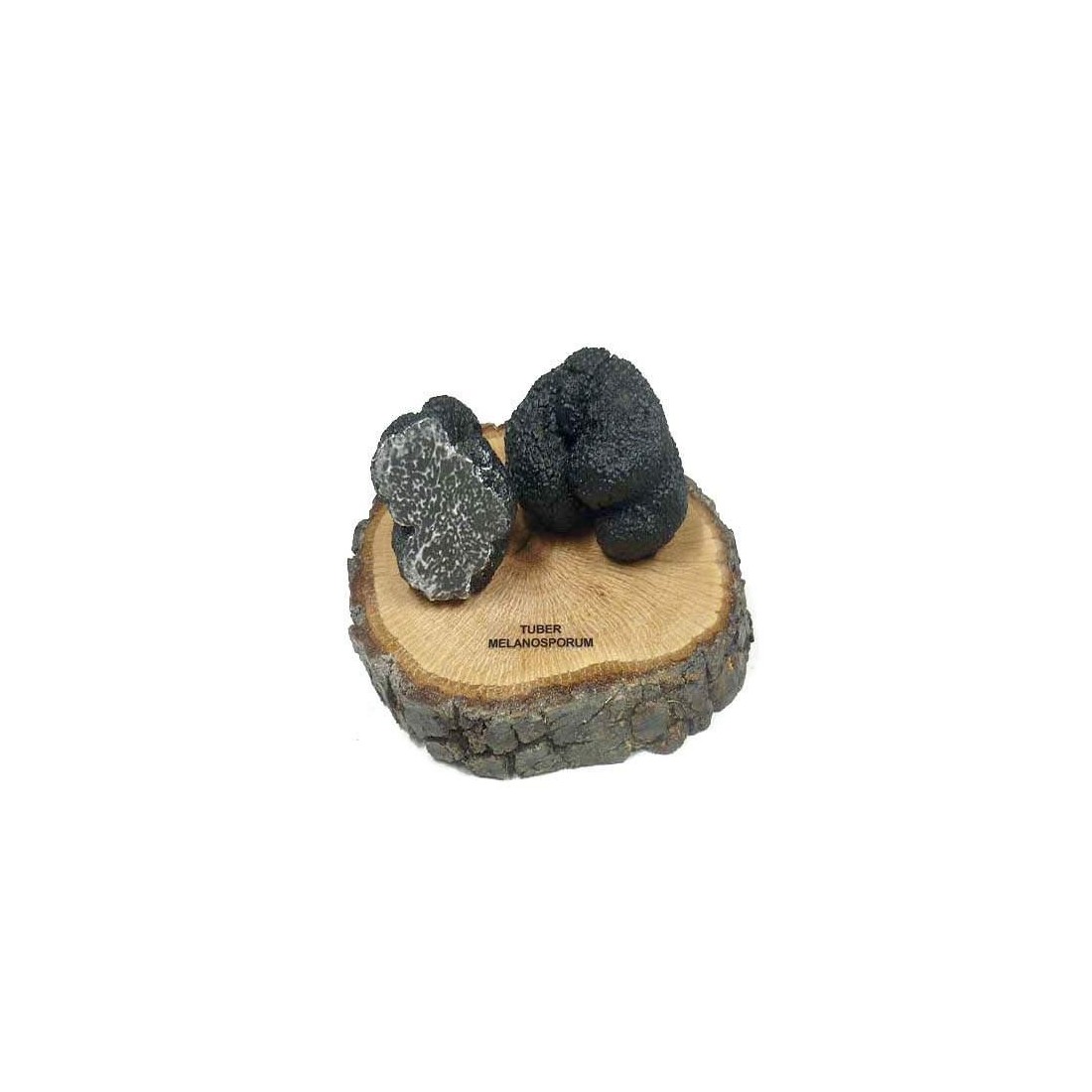 Réplique en résine de la truffe noire, t. melanosporum Réplique en résine de la truffe noire, t. melanosporum