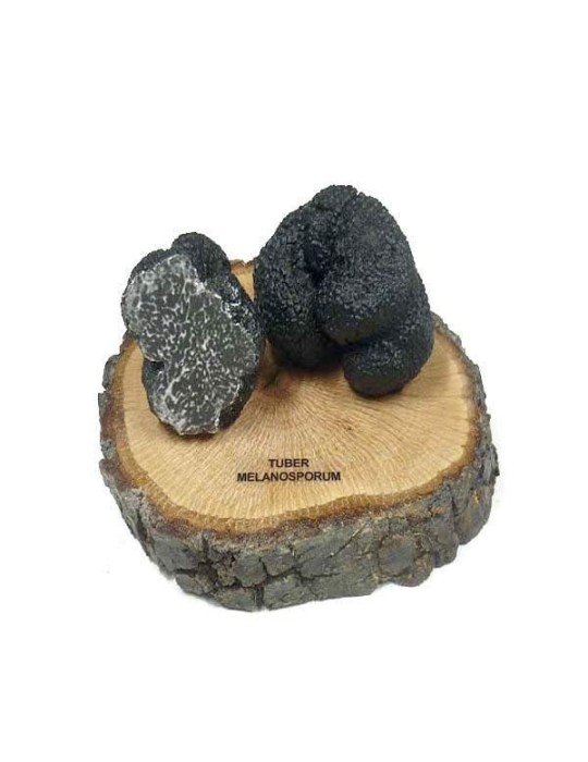 Réplica en resina de trufa negra, t. melanosporum Réplica en resina de trufa negra, t. melanosporum