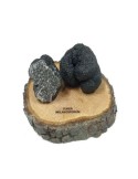Réplica en resina de trufa negra, t. melanosporum