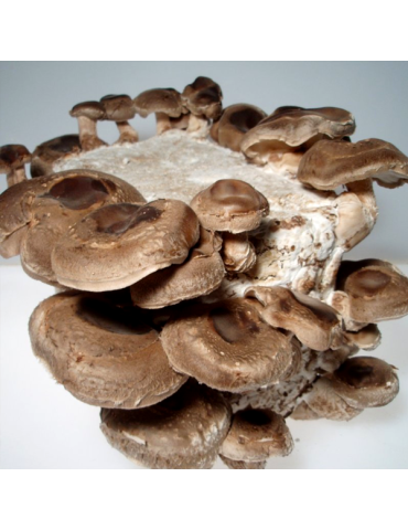 Mico Kit Shiitake 4,5 kg 2