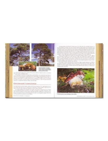 Champignons d'Espagne et d'Europe 2