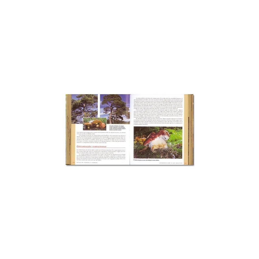 Champignons d'Espagne et d'Europe