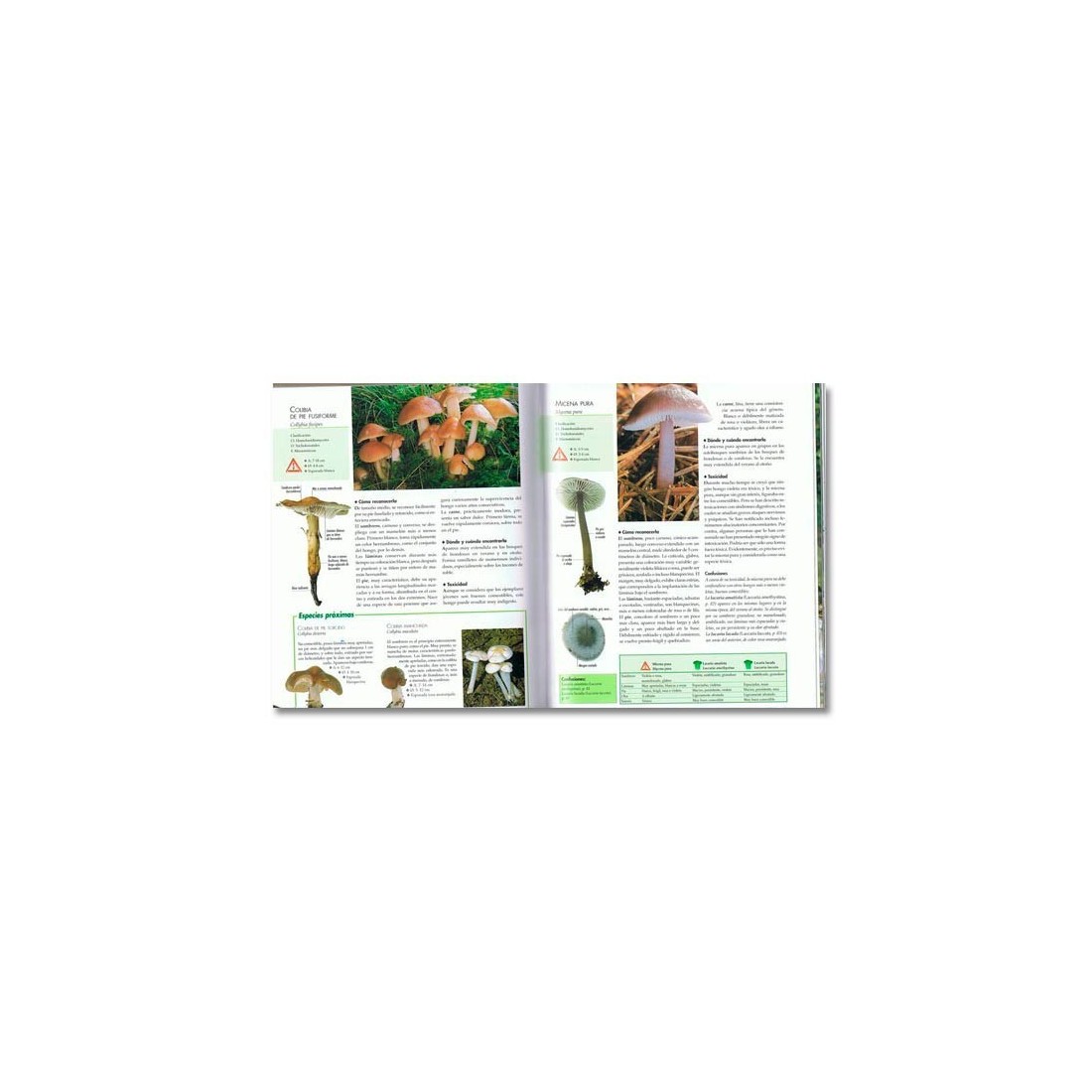 Mushrooms (Universal Encyclopedia)