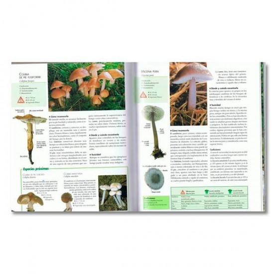 Mushrooms (Universal Encyclopedia)