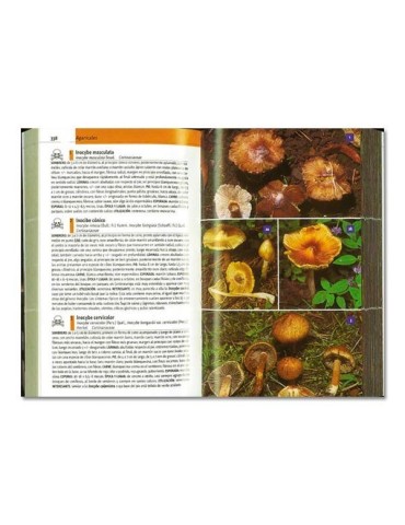 Champignons d'Espagne et d'Europe (Hans E. Laux) 2