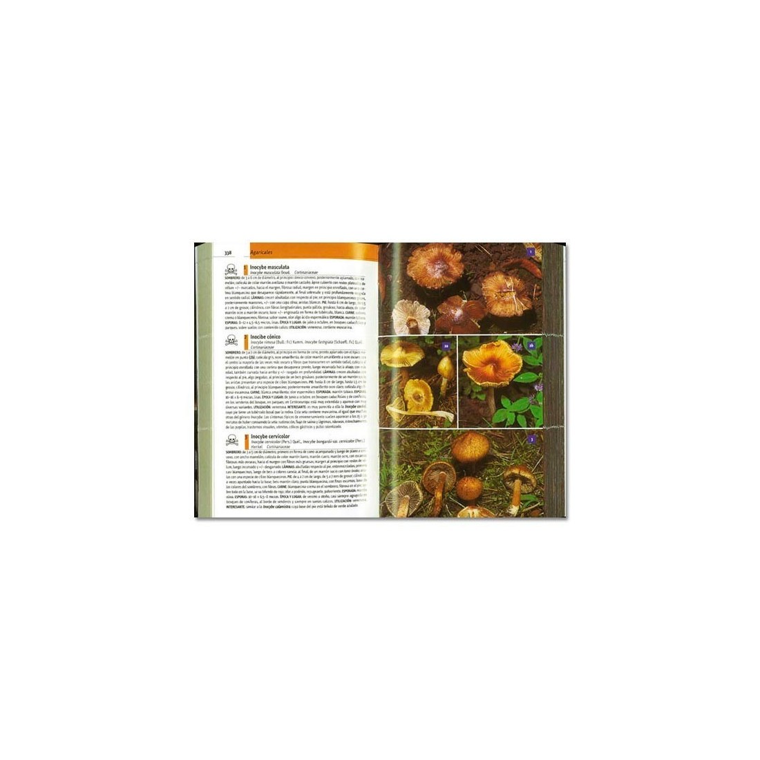 Champignons d'Espagne et d'Europe (Hans E. Laux)