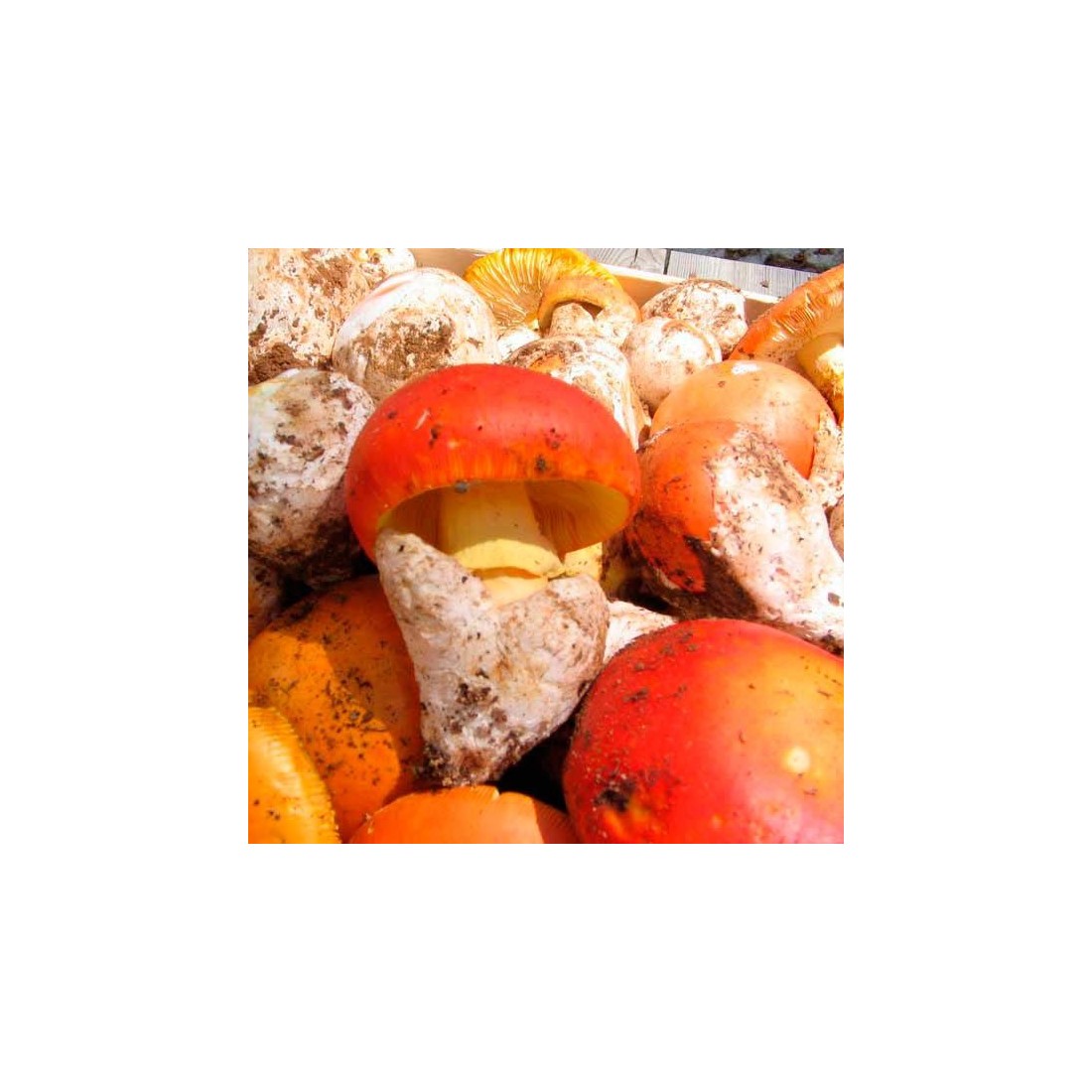 Amanita caesarea déshydratée