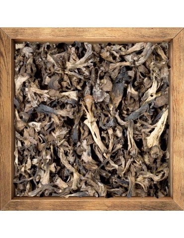 Dehydrated death trumpet