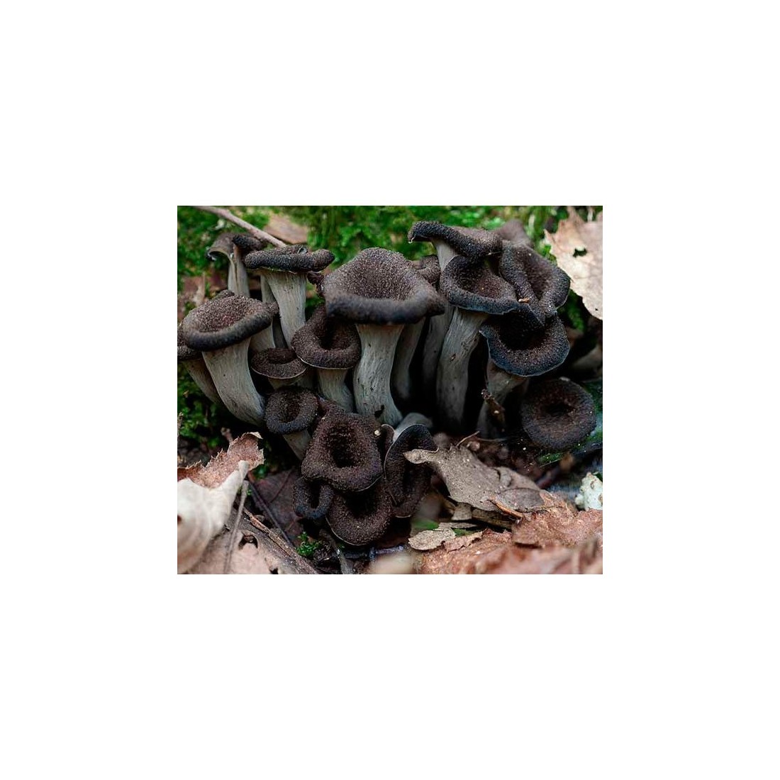 Trompeta de la muerte deshidratada