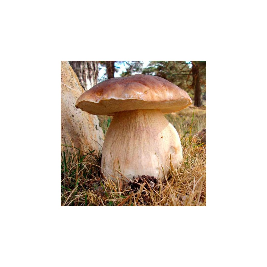 Boletus deshidratado