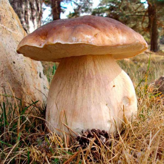 Boletus deshidratado