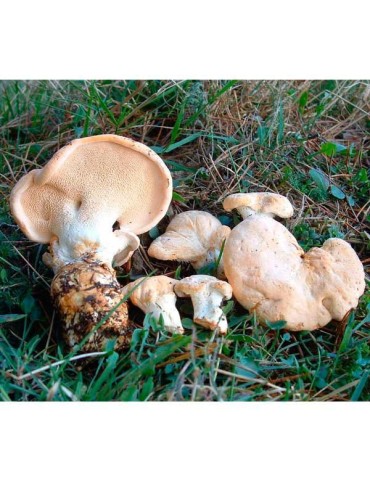 Lingue de Vache Déshydratée Hydnum - Goût Intense et... 2