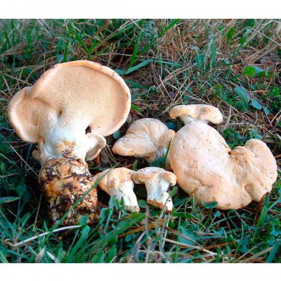 Lengua de vaca deshidratada - Hydnum