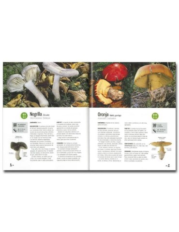 Muschelle del Paese Basco - Guida Funghi Autunnali 2