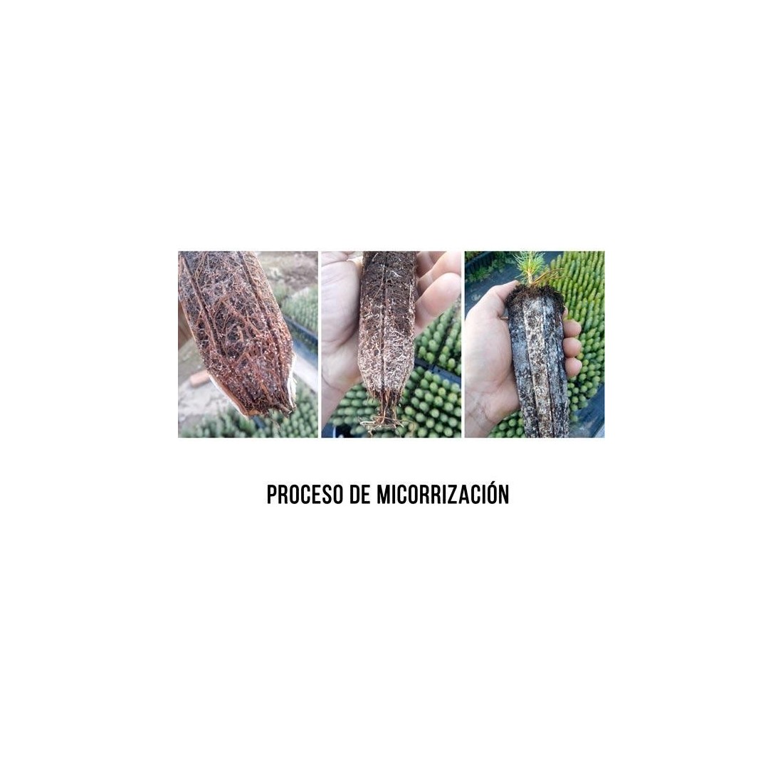Pinos micorrizados níscalo. Pinus nigra 450cc