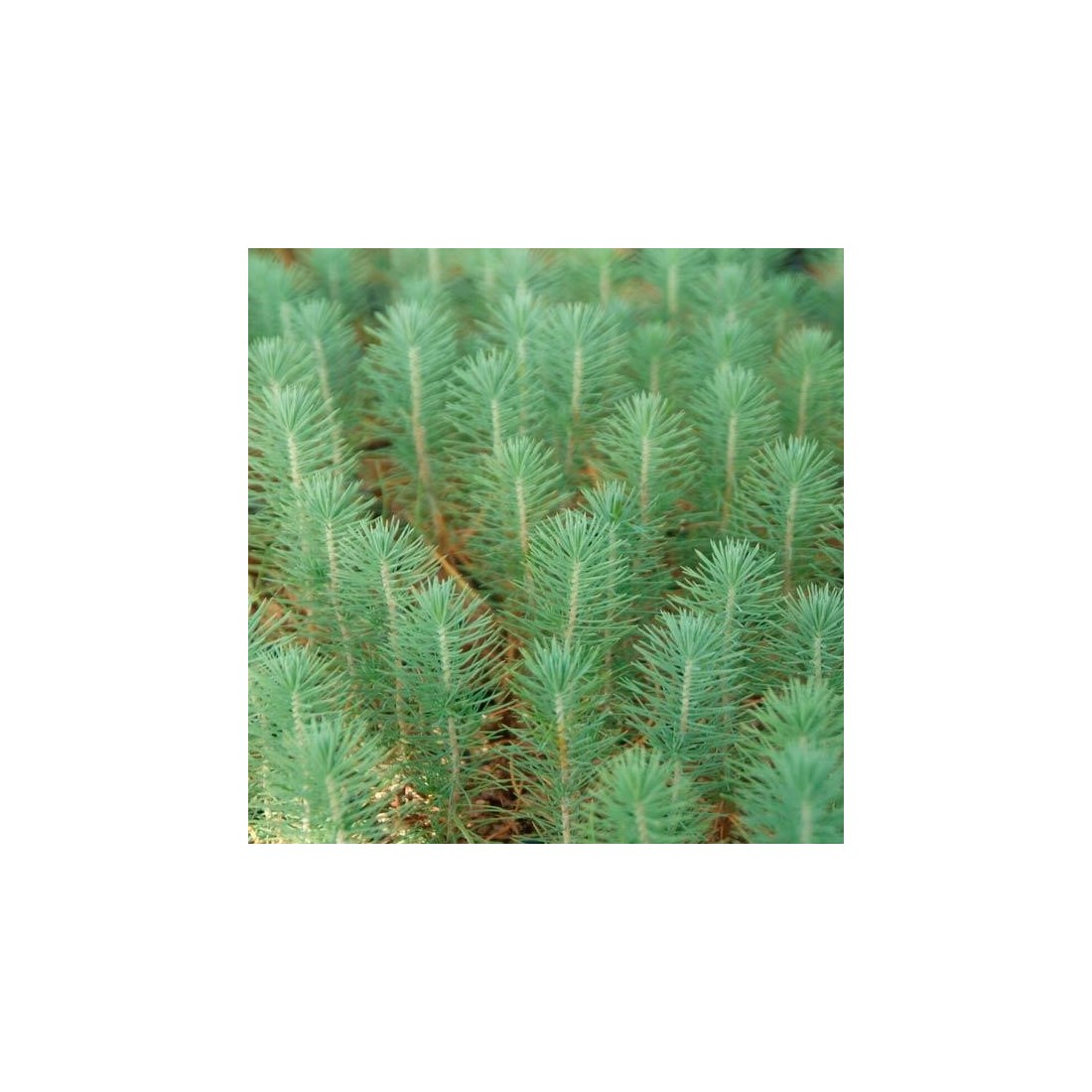 Pinos micorrizados níscalo. Pinus pinaster 450cc