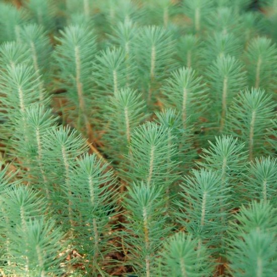 Mycorrhizal mycorrhizal pines. Pinus pinaster 450cc