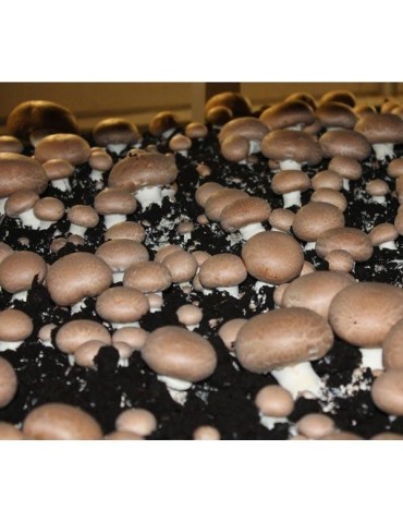 Coltiva Funghi Portobello 17kg Kit Completo 2