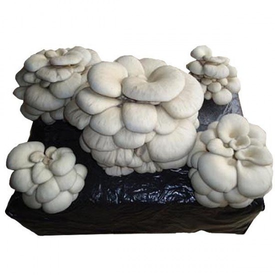 Oyster mushroom alpaca 17 kg
