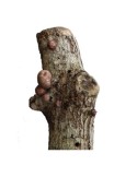 Tronco productor de Shiitake